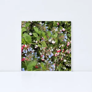 Laurent Veyrier – Envol