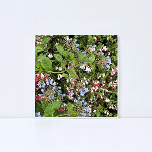 Laurent Veyrier – Envol