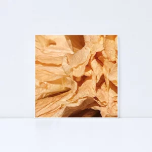 Selene Vega – Marées Invisibles
