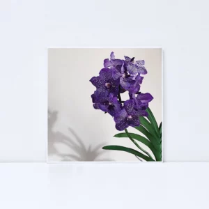 Yuko Sakamoto – Haiku Sonore